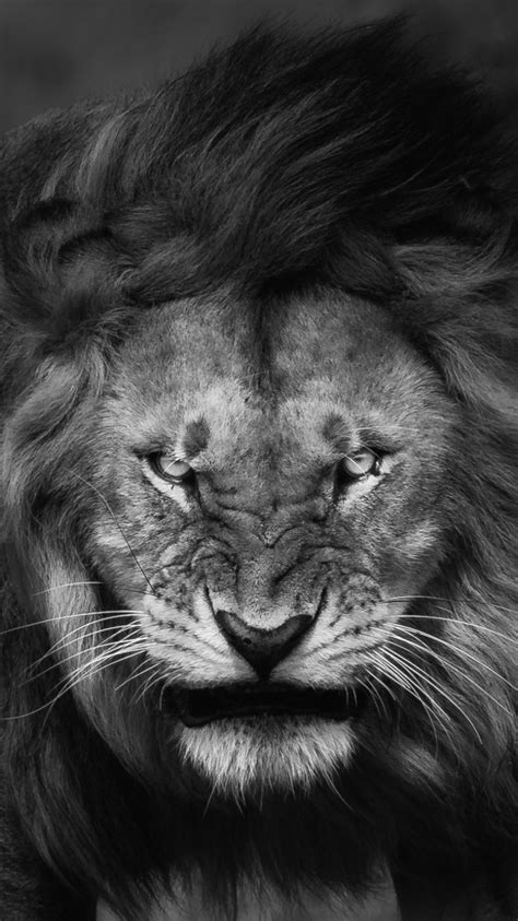 angry lion face wallpaper iphone wallpaper iphone wallpapers