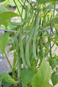 bean green jade asia seeds
