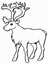 Reindeer Coloring Printable Print Pages Coloringbay sketch template