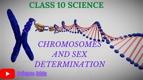 Chromosome And Sex Determination Class 10 Science Part 1 Class 10