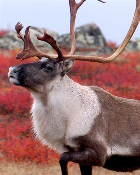 barren ground caribou life size skins antlers  klaus