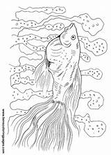 Guppy Fish Coloring Handout Below Please Print Click sketch template
