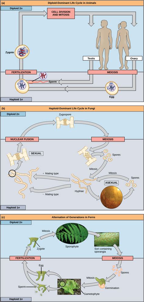 Sexually reproducing fungi