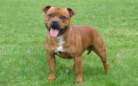 staffordshire bull terrier  courageous loving family companion