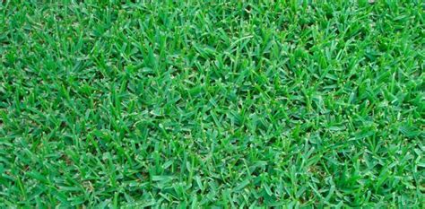 St Augustine Turf Grass Varieties We Sell And Their