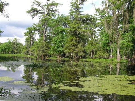 swamp landscape  nolabrlouisiana pinterest