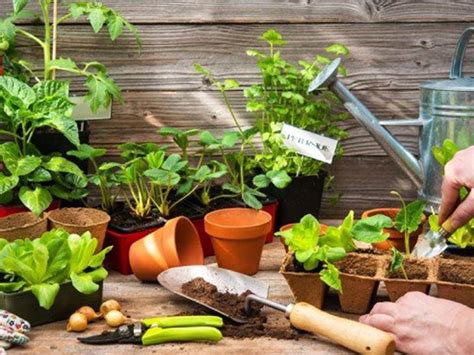 Begini Cara Memulai Berkebun Sayur Di Dalam Rumah Untuk Pemula Mediatani