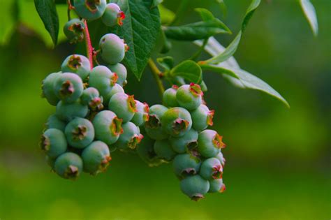 best of immature blueberries fruit blueberry fruit fall harvest