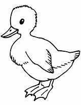 Ente Ausmalbild Duckling Zum Anatroccolo Brutto Kinderbilder Stampare sketch template