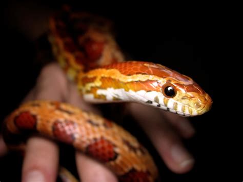 corn snake    easiest small pets   care  popsugar