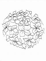 Hydrangea Flower Hydrangeas 1coloring sketch template