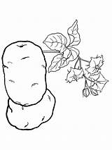 Coloring Potato Pages Vegetables Recommended sketch template