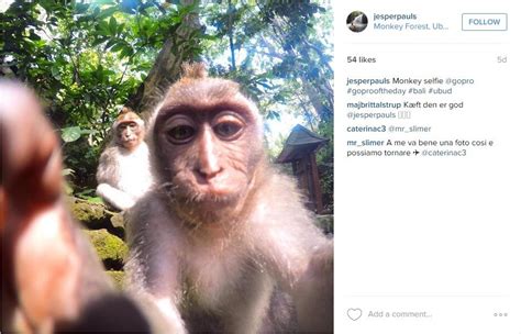 Foto Monyet Selfie Lucu Gambar Viral Hd