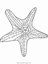 Starfish Sheets sketch template
