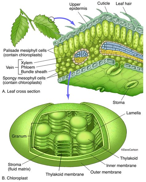 chloroplast structure carlson stock art