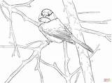Chickadee Capped Songbird Singvogel Realistic Supercoloring Kategorien sketch template