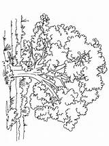 Coloring Pages Tree Trees Deciduous Printable Contains Coniferous Fruit Section Both Print Template Mycoloring sketch template