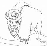 Bison Coloring Pages American Drawing Buffalo Mammals Animal Supercoloring Pdf Getdrawings Water Two Angry Color Colouring Buffaloes sketch template