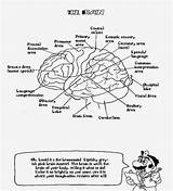 Coloring Anatomy Pages Brain Drug Printable Sheet Library Clipart sketch template