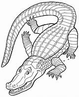 Crocodile Alligator Colorare Disegni Coccodrilli Krokodyle Kolorowanki Cocodrilo Crocodiles Coloriages Dzieci Dibujos Coccodrillo Krokodyl Colorat Crocodil Cocodrilos Alligatore Coloringtop Ritorna sketch template