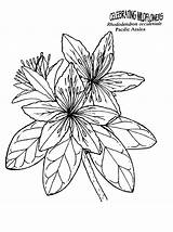 Azalea Designlooter Rhododendron sketch template