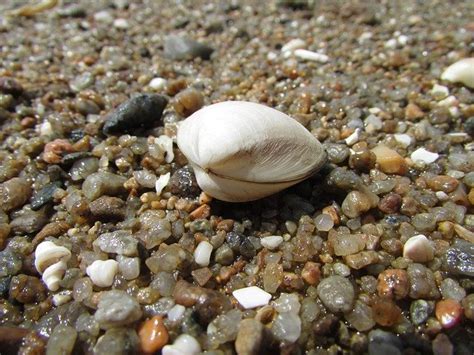 shell rocks rock
