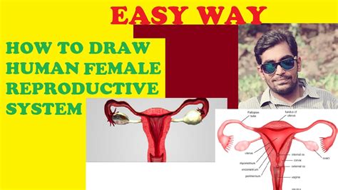 how to draw female reproductive system human youtube