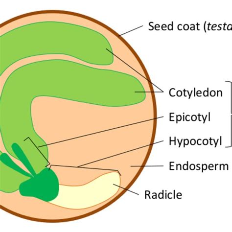 oxygen transport  consumption  germinating seeds