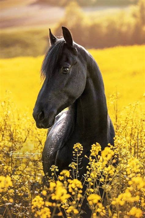 cavallo stallone frisone  posa stampa professionale  colori