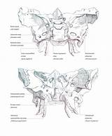 Osteology sketch template