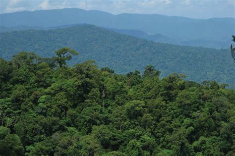 wns global add  native forest trees  enhance biodiversity  sierra madre mountain range