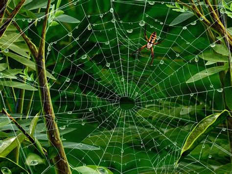 digital art hires spider   web desktop wallpaper nr