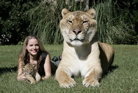 The Worlds Largest Liger Pics