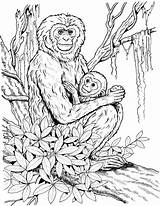 Chimpanzee Monkeys Gibbon Coloring4free Gibbons 2833 1074 Chimpanzees Siamang Coloringbay sketch template