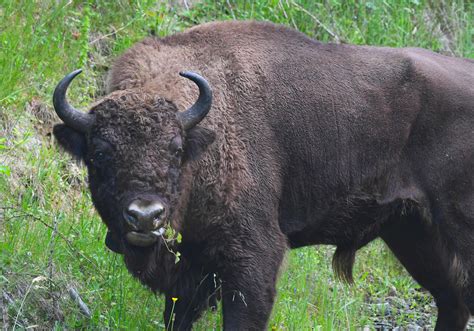 male european bison transport  boost herd genetics