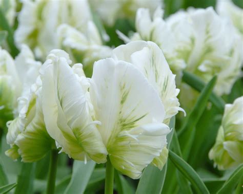 tulip white parrot bulbs buy   farmer gracy uk