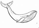 Whale Coloring Beluga Classy Killer Print Printable Getcolorings Pages sketch template