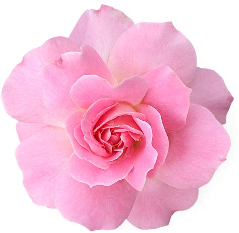 transparent pink rose flower png  images