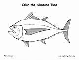 Tuna Coloring Albacore Exploringnature sketch template
