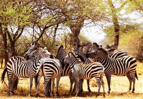 troupeau de zebre  lombre dun accacia tarangire tanzanie photo
