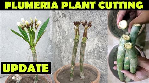 plumeria plant update grow plumeria  cuttings sprouting seeds