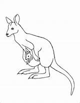 Wallaby Kangaroo 1coloring sketch template