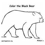 Bear Mammals Coloring Category Nature sketch template