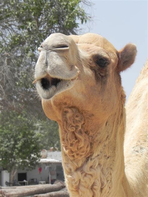 camels head  stock photo public domain pictures
