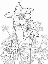 Columbine Coloring Pages Flowers Flower Color Recommended sketch template