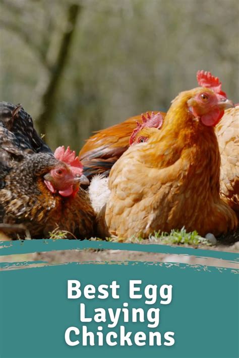 10 Best Egg Laying Chickens [up To 300 Eggs Yearly] [video] [video
