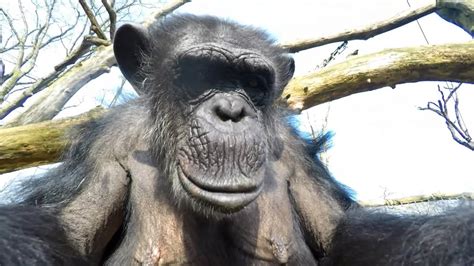 gopro chimp  drone   zoo youtube