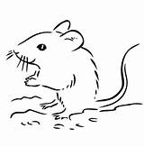 Maus Ausmalbild Waldmaus Mäuse Wald Mause Clipartmag sketch template