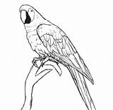Parrot Kolorowanki Ptaki Papugi Kolorowanka Parrots Lapa Wydruku Papugami Dibujos Dzieci Drawcentral Zwierzetami Parakeet Zeichnung Zwierzętami Ptakami sketch template