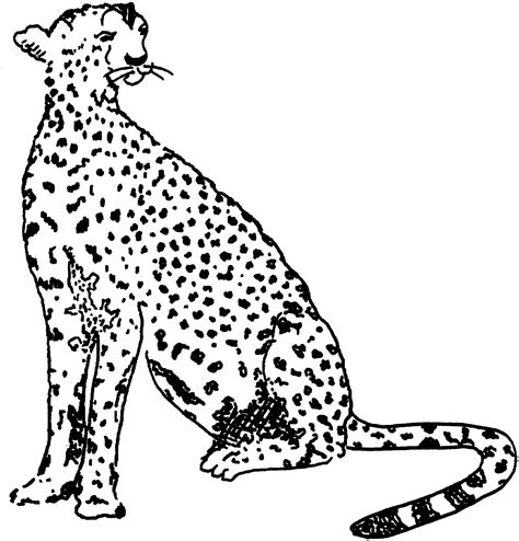 coloring pages animals cheetah baby cheetah  coloring pages